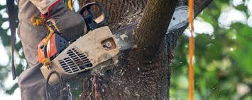 Best Tree Removal Service  in Bloomington, CA