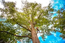 Mulching Services in Bloomington, CA