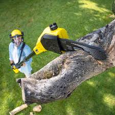 Best Lawn Seeding Services  in Bloomington, CA