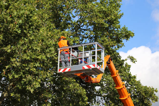 Best Tree Cabling and Bracing  in Bloomington, CA