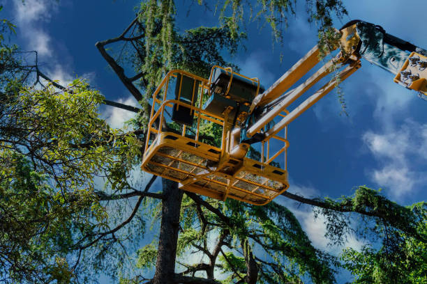 Why Choose Our Tree Removal Services in Bloomington, CA?