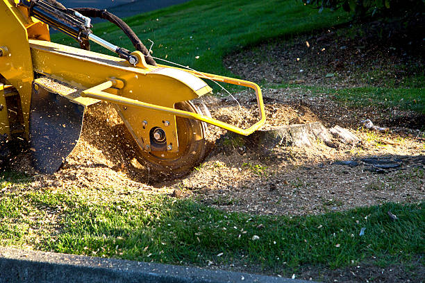 Best Lawn Edging Services  in Bloomington, CA