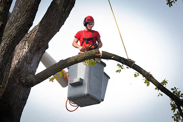 Bloomington, CA  Tree Services Company